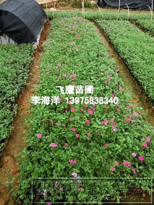 湖南绿化工程小苗景观工程的发展与价值