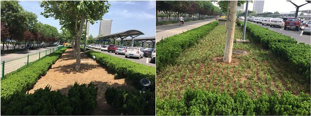 多措并举美化站区环境 提升窗口形象 绿化工程