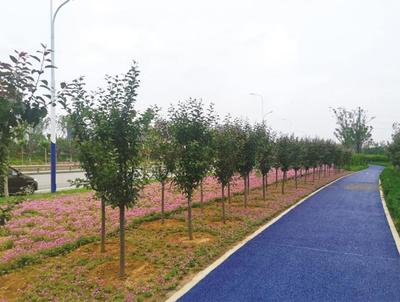 烟台高新区成龙线绿化工程圆满完工，打造城市生态景观新名片