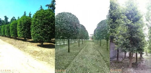 倒计时4天 十强花落谁家？绿化工程揭晓在即