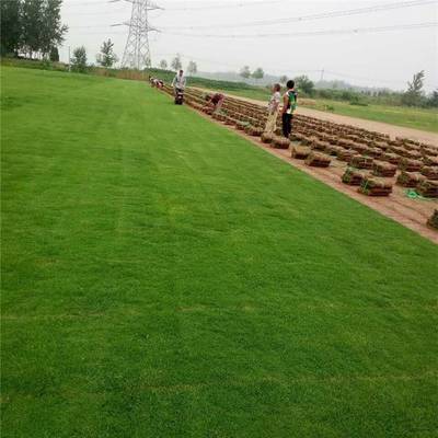 打造绿色生态，优选抗旱抗盐碱结缕草草坪——高品质园林绿化工程解决方案