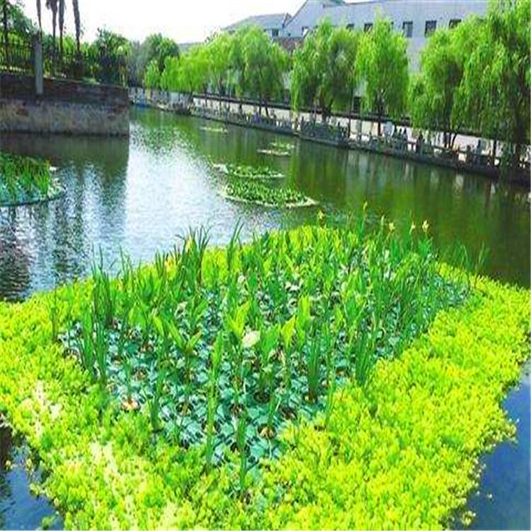 水生植物与生态浮岛 打造可持续的河道景观绿化工程