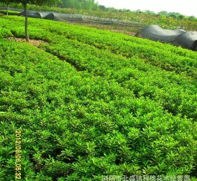 优化产品供应，为绿化工程注入新活力