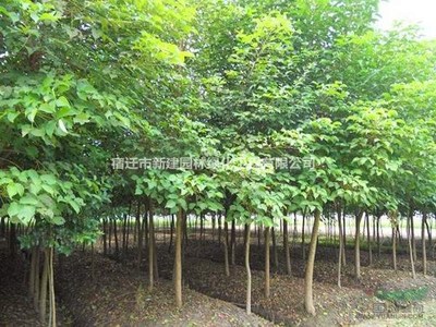 重阳木 价格、产地、图片及绿化应用详解