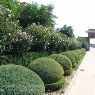 佛山地区专业绿化服务 草坪铺装、园林养护与绿化工程