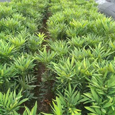 基地批发毛鹃 优质灌木绿化苗木，满足景观工程需求