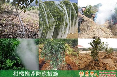 果树防冻液与景观工程中的防冻措施应用时机