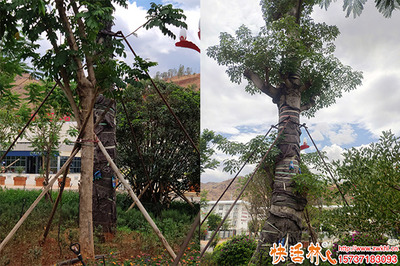 三伏天绿化工程的应对策略及移栽难题解决方案