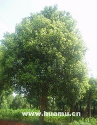 宁波余姚市广盛园林绿化工程 枇杷树在景观设计中的多元应用