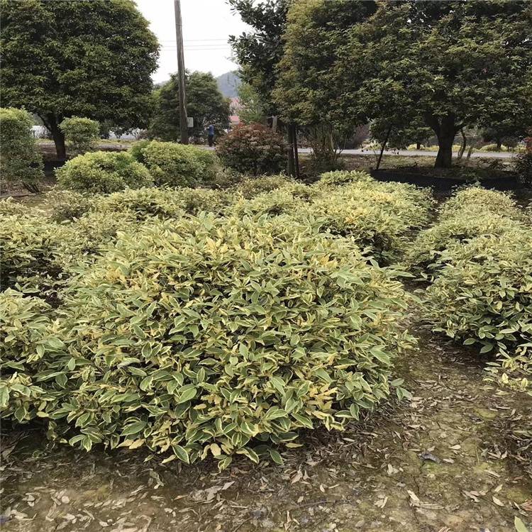 金边胡颓子球 优质苗木助力园林绿化工程