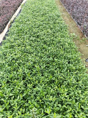 南方绿化工程优选 小叶栀子花的景观价值与种植优势