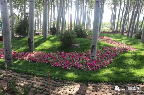 市城管局首届最美花境竞赛圆满落幕，城市景观工程再添新亮点