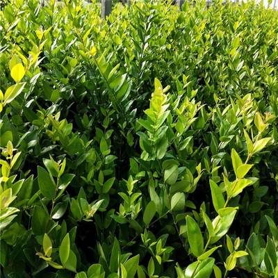金森女贞 优质绿化灌木，景观工程的理想选择