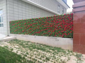 淄博垂直绿植墙施工 打造生态宜居城市的立体景观工程