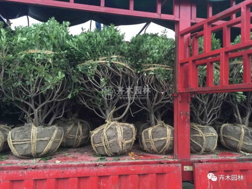 海桐球在园林绿化中的多功能应用——卉木园林景观工程实践解析