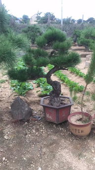 山东苗木业者徐晓华 夯实质量根基，方能铸就绿化工程未来