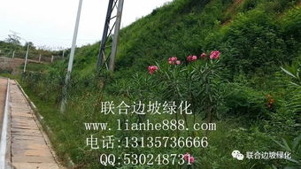 浅谈边坡绿化工程与自然环境的和谐共生